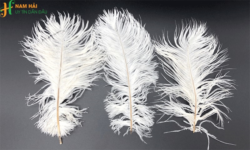 cung cấp lông vũ