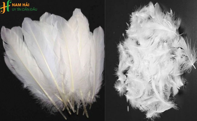 cung cấp lông vũ