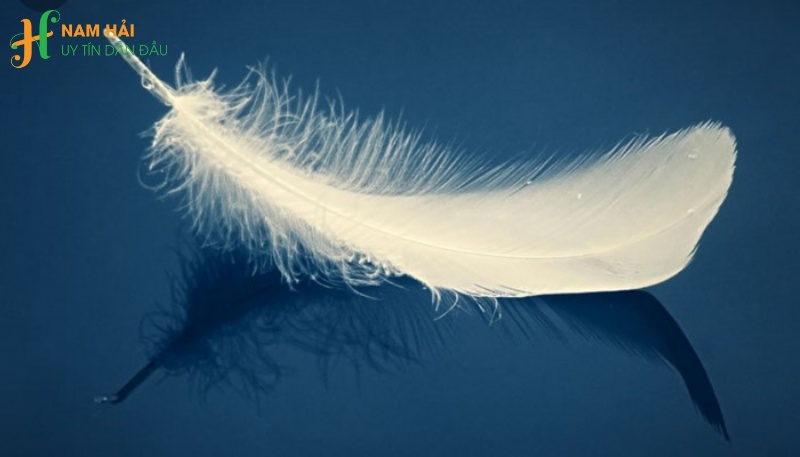 bí quyết nhận diện các loại lông vũ